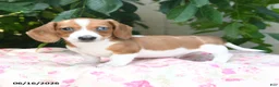 Miniature Dachshund dogs for sale: Wonder  - Ad 2