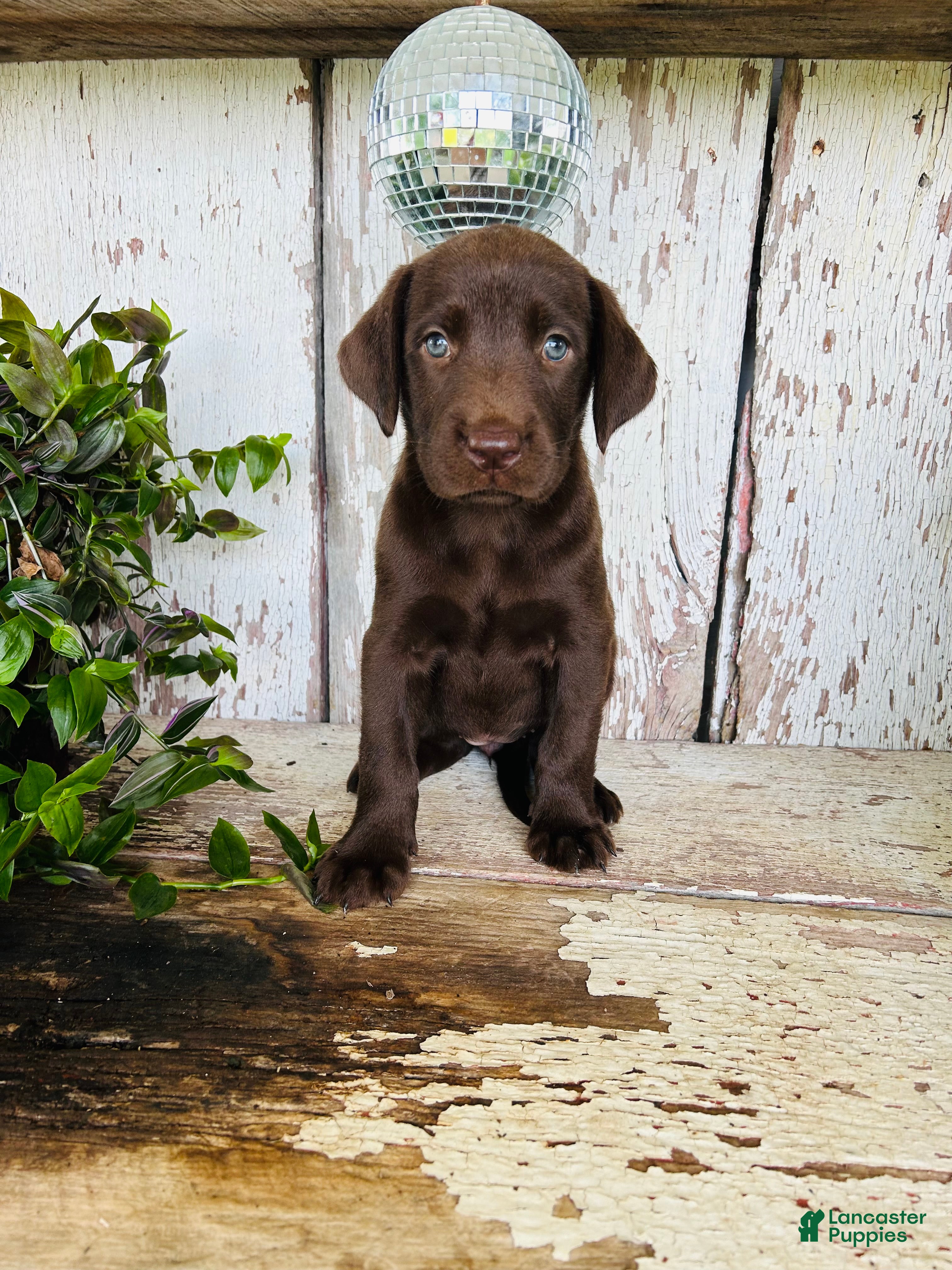 Labrador Retriever dogs Fiona  - Ad 2
