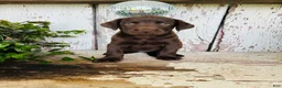 Labrador Retriever dogs for sale: Fiona  - Ad 2