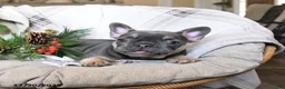 French Bulldog dogs for sale: Tracy - Ad 3