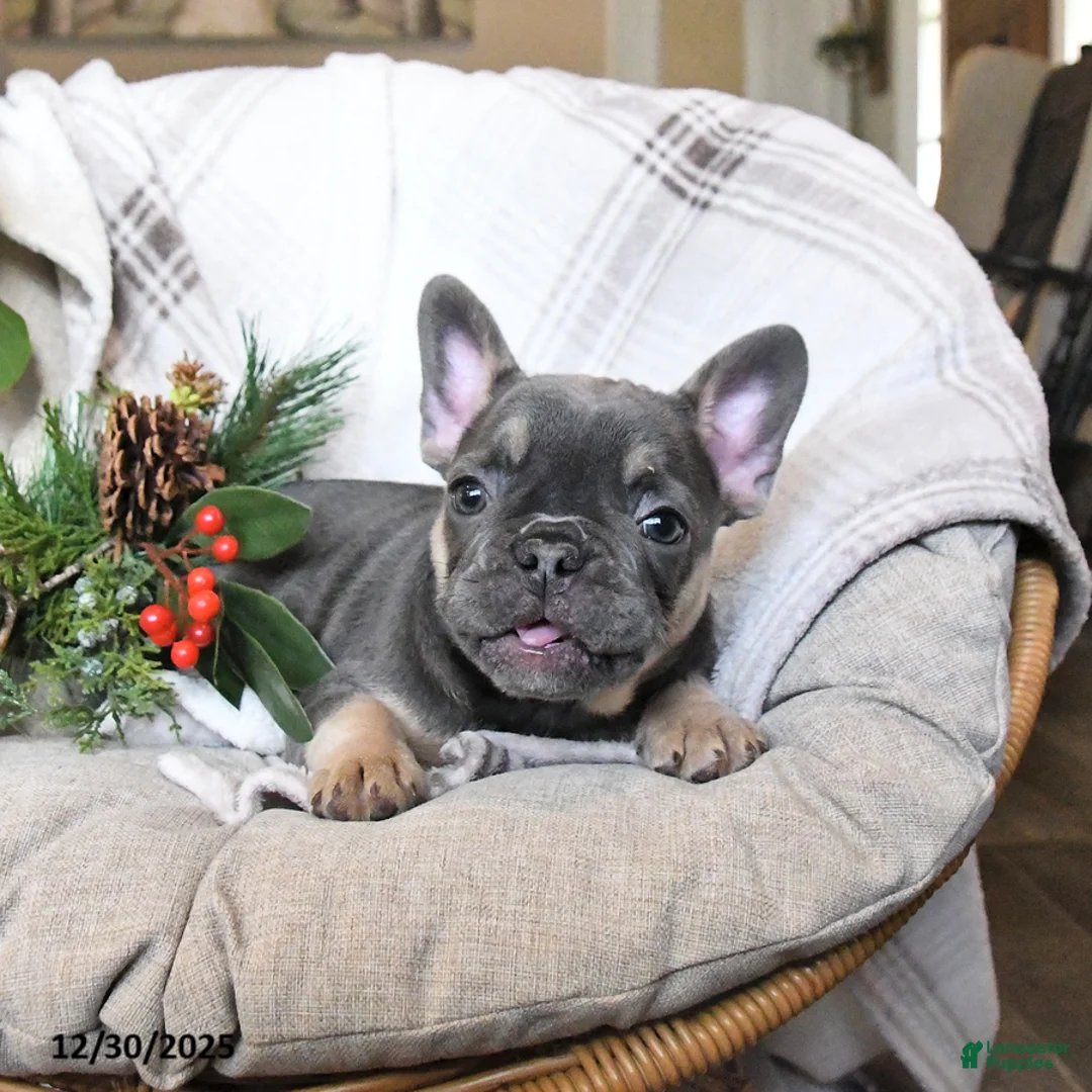 French Bulldog dogs for sale: Tracy - Ad 3