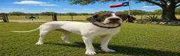 Great Dane dogs for sale: Makani - Ad 9