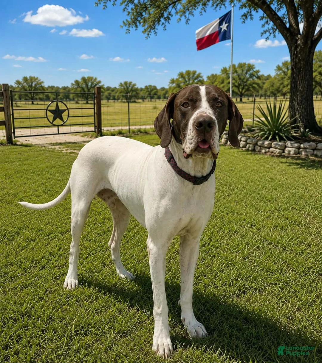 Great Dane dogs for sale: Makani - Ad 9