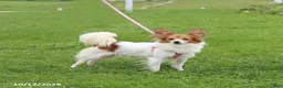 Papillon dogs for sale: Quinto - Ad 6