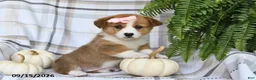 Welsh Corgi Pembroke dogs for sale: Daisy - Ad 2