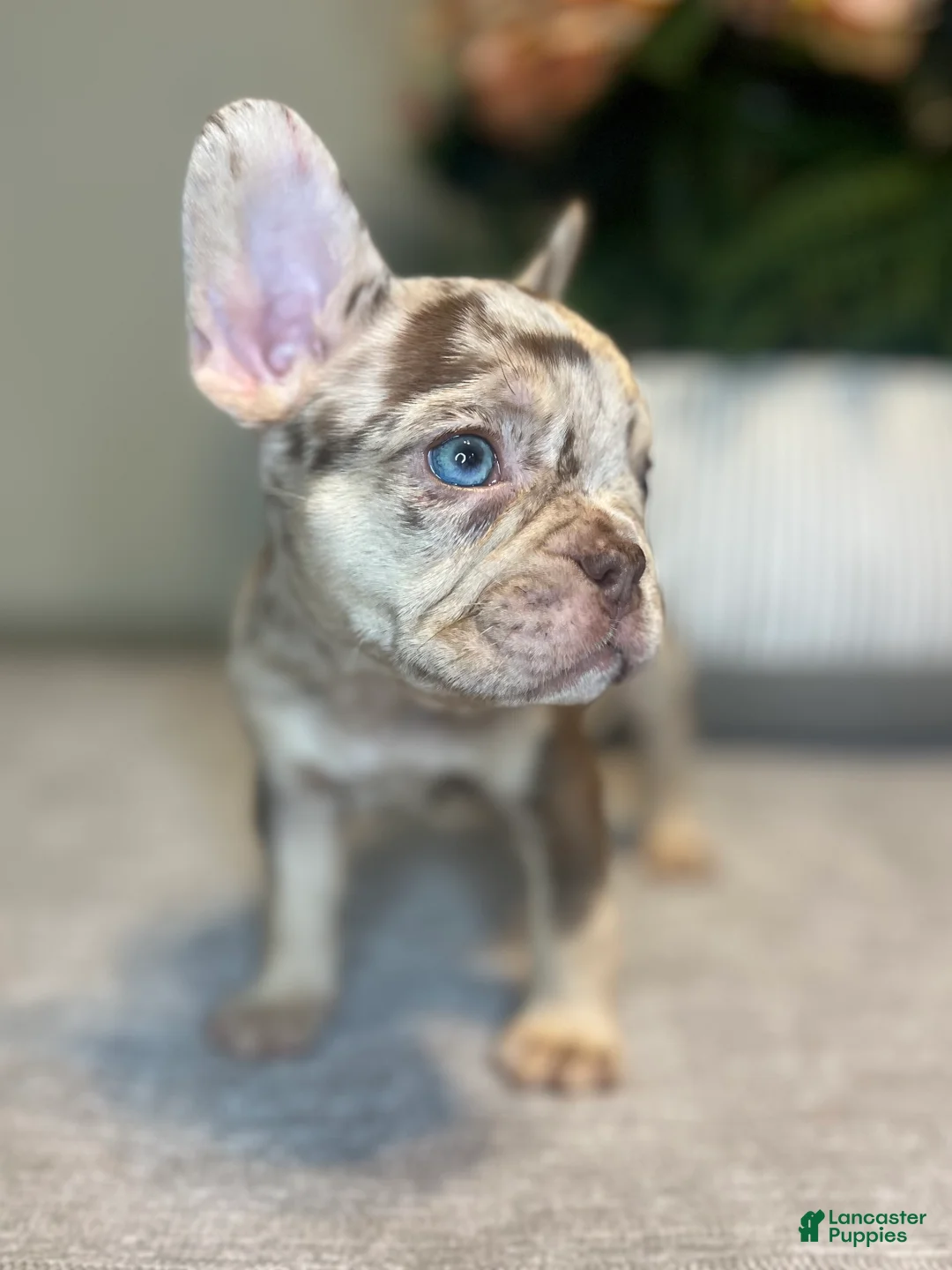 French Bulldog dogs for sale: Reese’s  - Ad 5