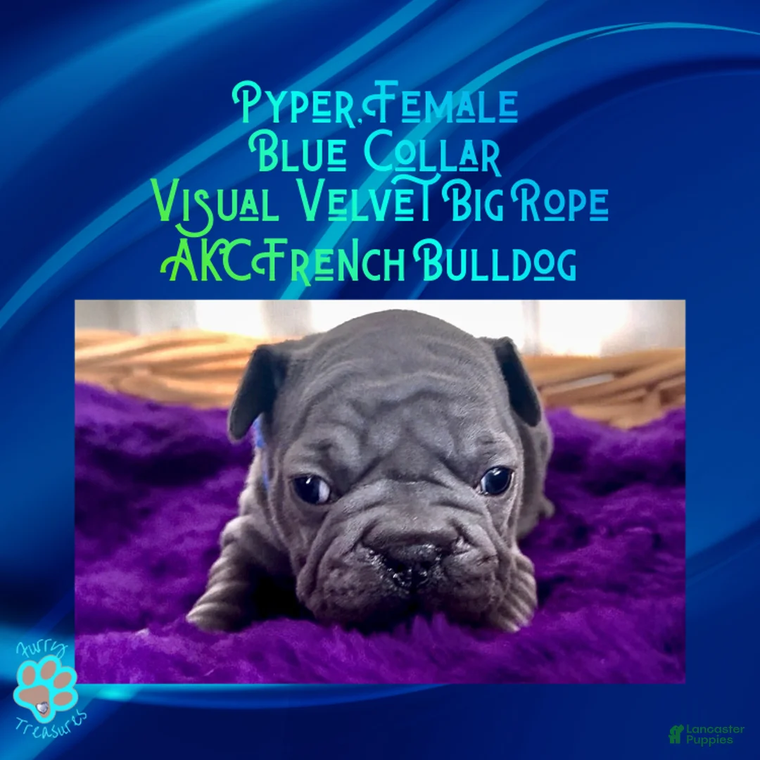 French Bulldog dogs for sale: Pyper “Blue Collar”, Female  - Ad 8