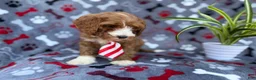 Cavapoo dogs for sale: Topher - Ad 4