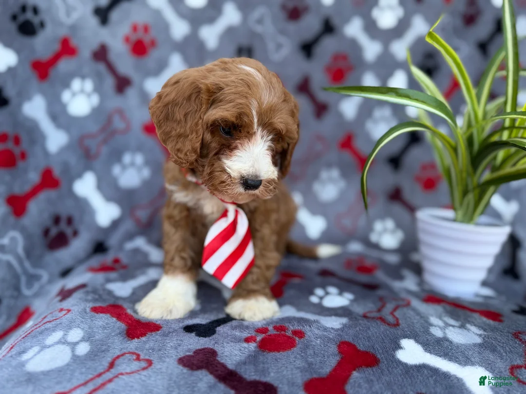 Cavapoo dogs for sale: Topher - Ad 4