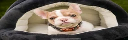 French Bulldog dogs for sale: Romeo - Ad 2