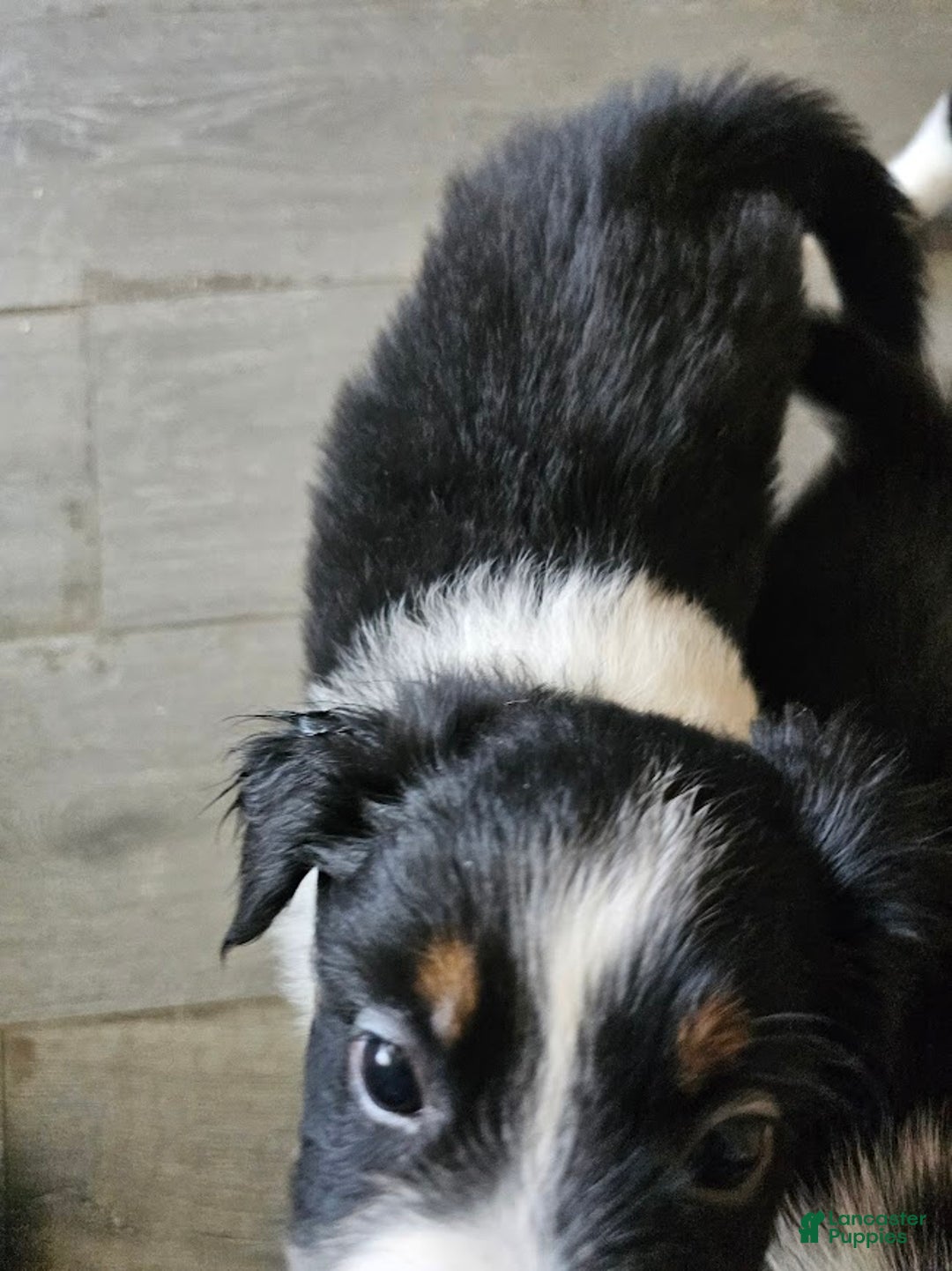 Australian Shepherd dogs for sale: Phoenix - Ad 3