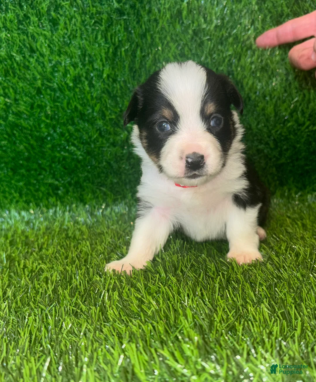 Mixed Breed dogs for sale: Auggie Female Tri (red collar) - Ad 2