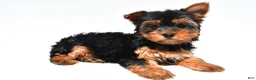 Yorkshire Terrier dogs for sale: Joy - Ad 10
