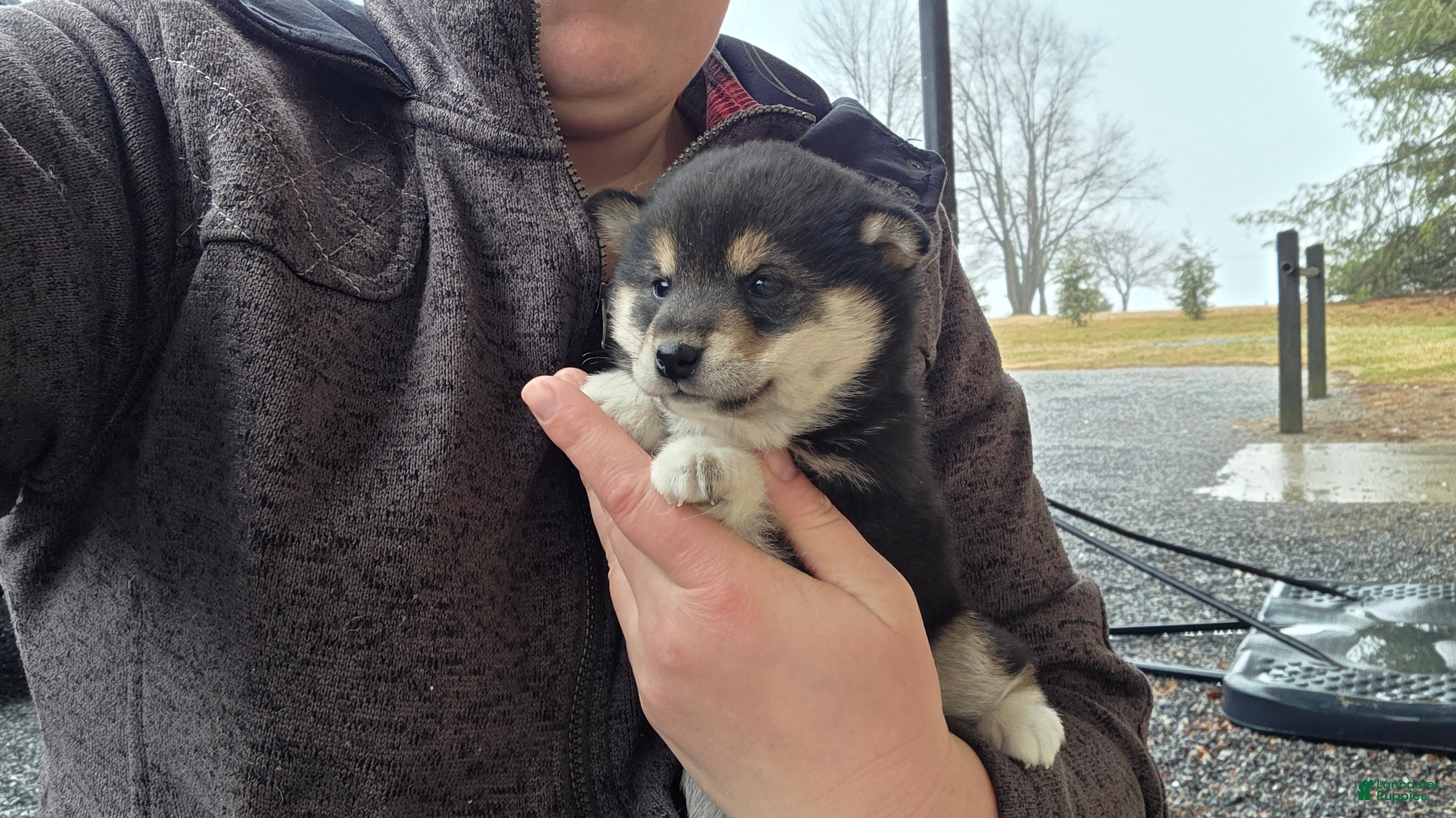 Shiba Inu dogs Shiba Inu Puppy 2 - Ad 2