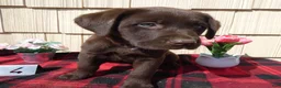 Labrador Retriever dogs for sale: Labrador Retriever Puppy 4 Charlotte - Ad 1