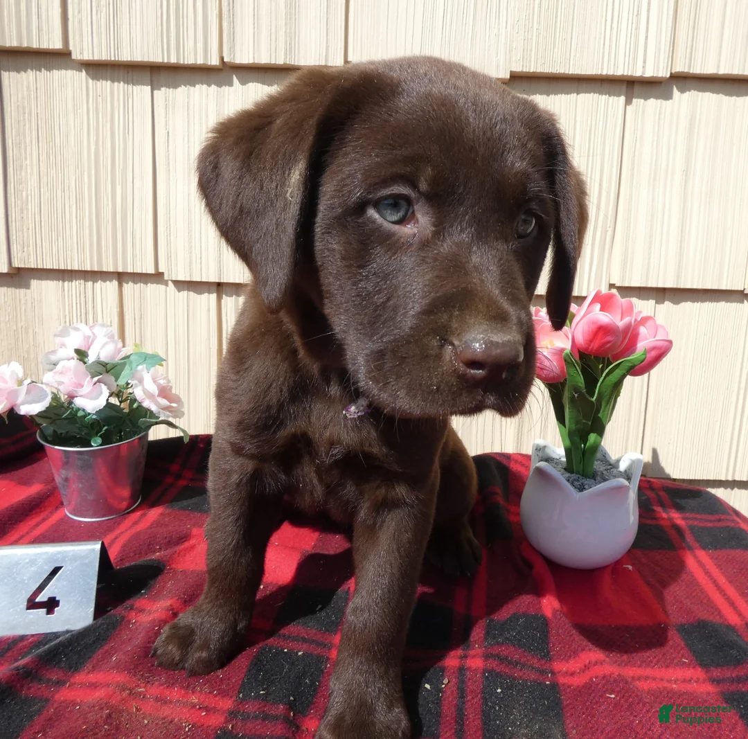 Labrador Retriever dogs for sale: Labrador Retriever Puppy 4 Charlotte - Ad 1