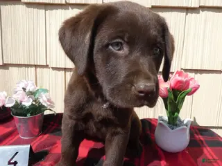 Labrador Retriever dogs Labrador Retriever Puppy 4 Charlotte - Ad 37
