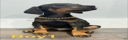 Doberman Pinscher dogs for sale: Doberman Pinscher 1 - Ad 3