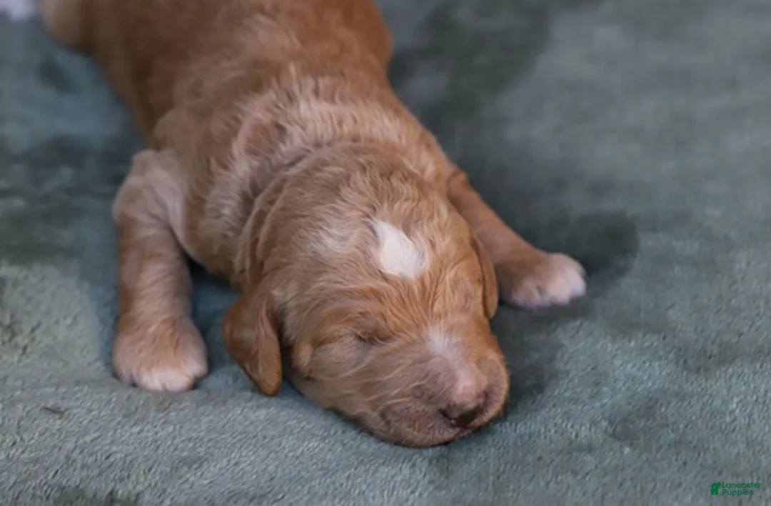 Goldendoodle dogs for sale: Atlas - Ad 2