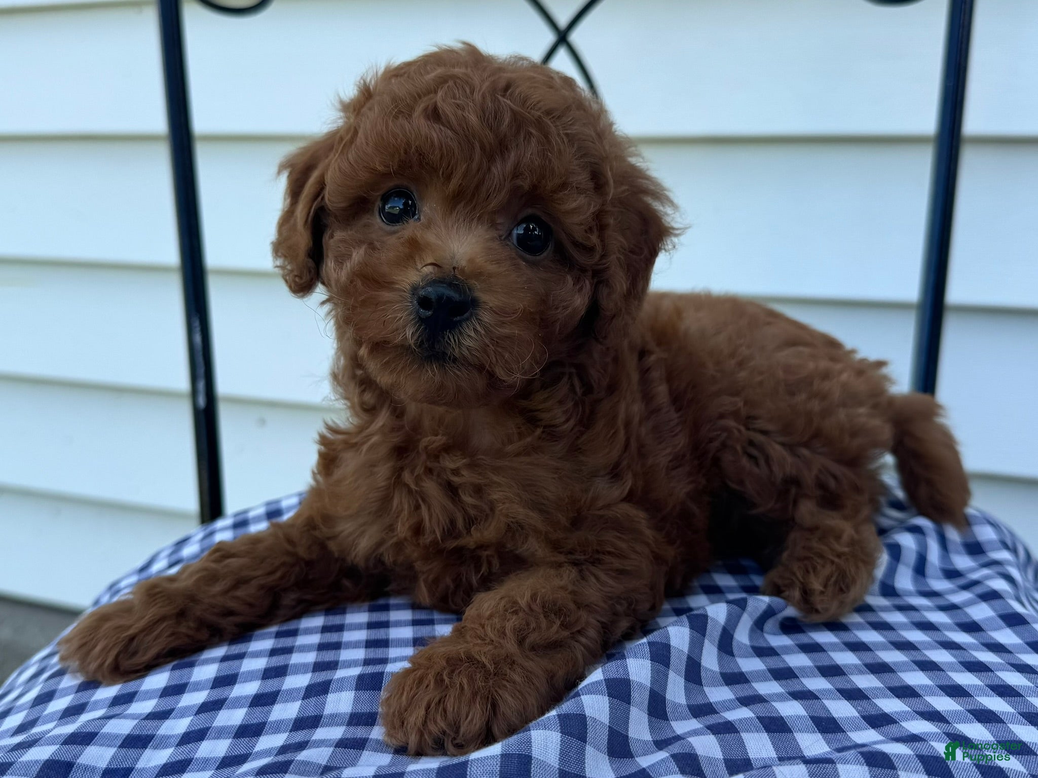 Miniature Poodle dogs Titus - Ad 2
