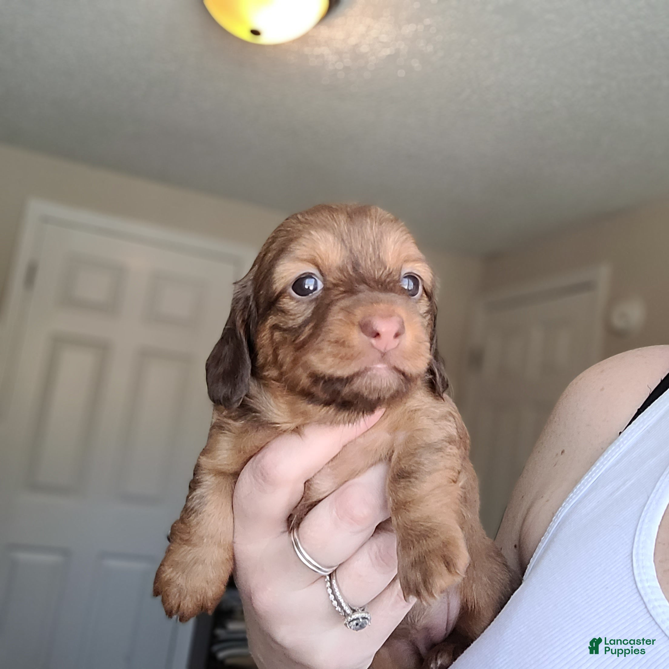 Miniature Dachshund dogs Rhiannon  - Ad 36