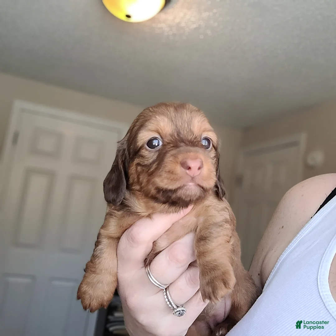 Miniature Dachshund dogs for sale: Rhiannon  - Ad 1