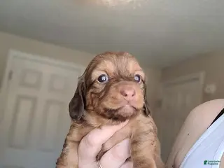 Miniature Dachshund dogs Rhiannon - Ad 36