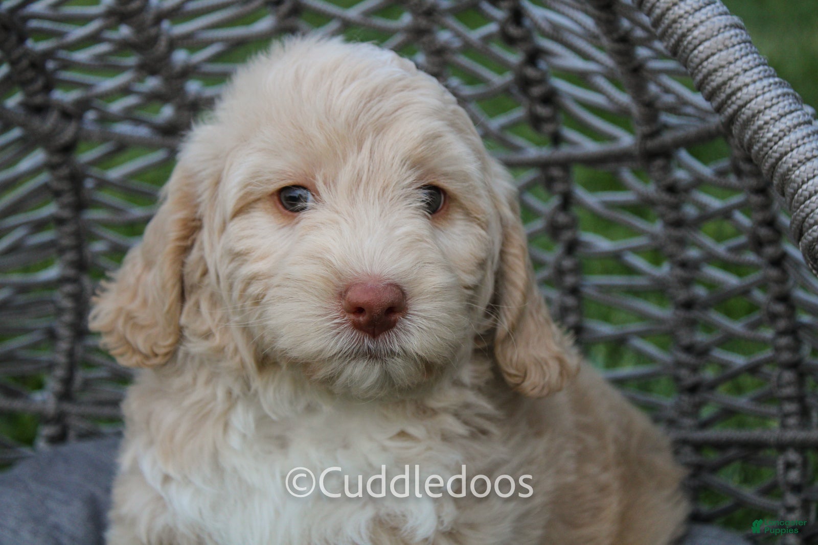 Mixed Breed dogs Mars - Ad 2