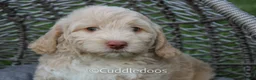 Mixed Breed dogs for sale: Mars - Ad 1