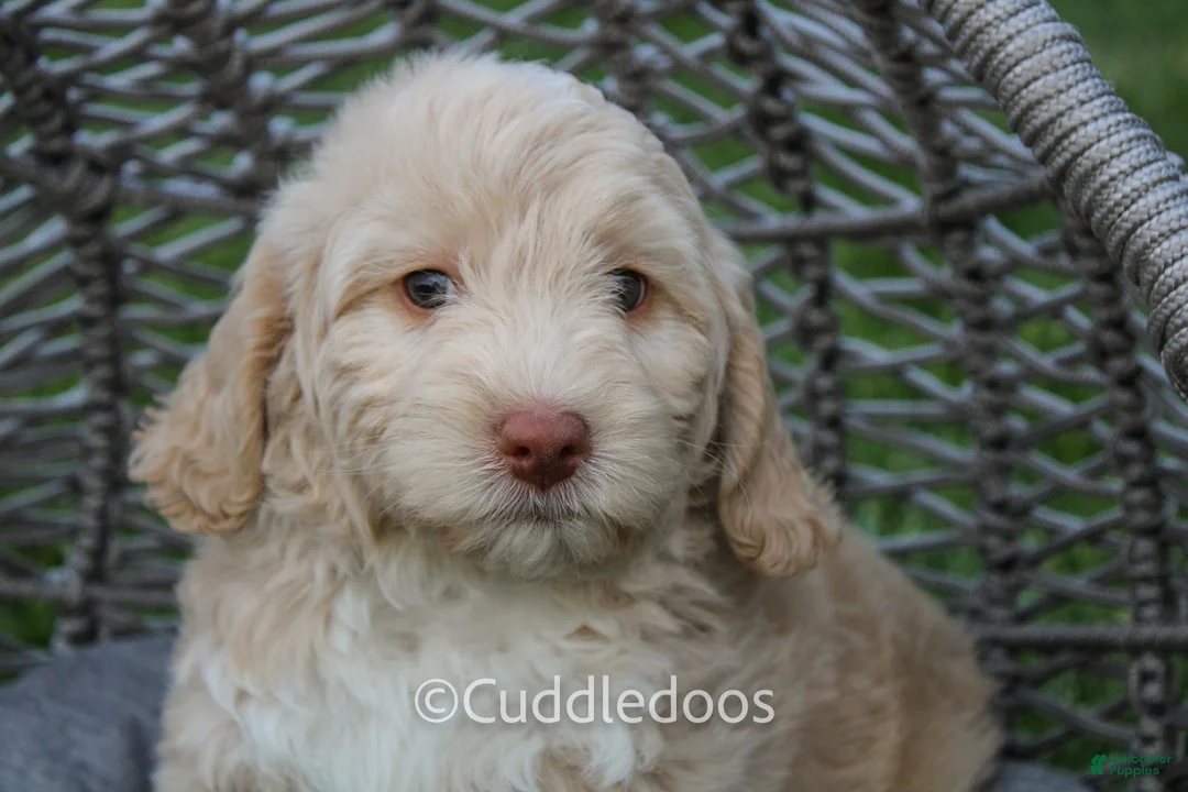 Mixed Breed dogs for sale: Mars - Ad 1