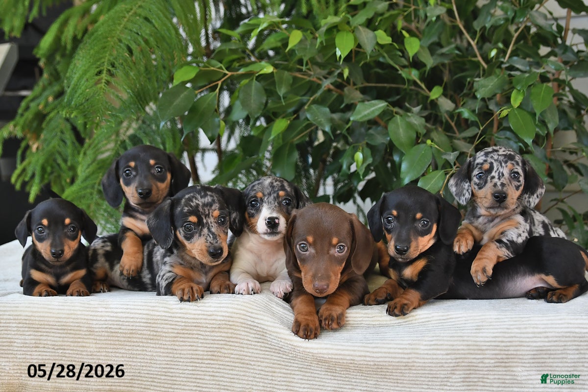 Dachshund dogs Penny - Ad 2