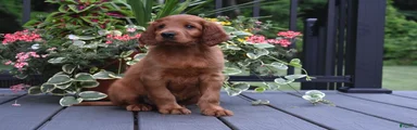 Rascal 