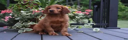Irish Setter dogs for sale: Rascal  - Ad 1
