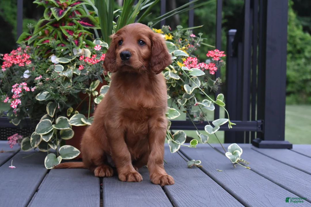 Irish Setter dogs for sale: Rascal  - Ad 1