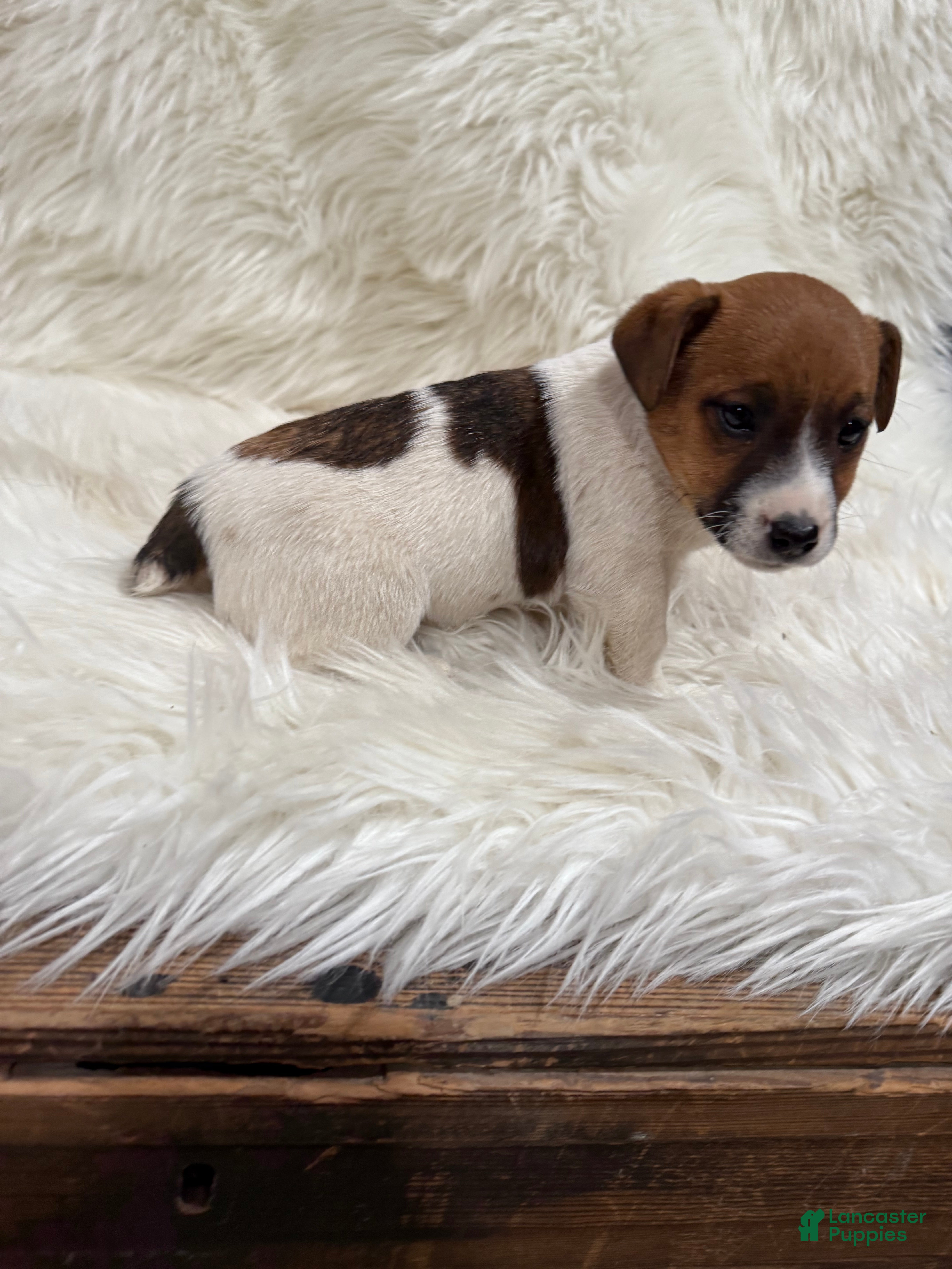 Jack Russell Terrier dogs Mia Puppy 3 - Ad 2