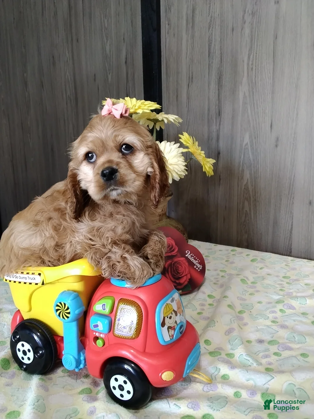 Cocker Spaniel dogs for sale: Daliah - Ad 1