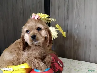 Cocker Spaniel dogs Daliah - Ad 37