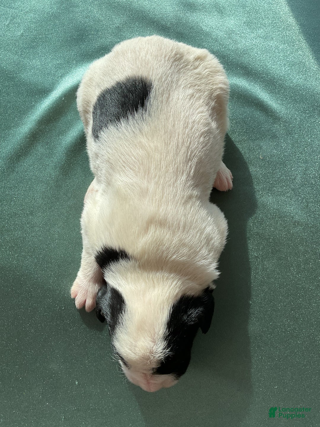 Mixed Breed dogs for sale: Buttons - Ad 4