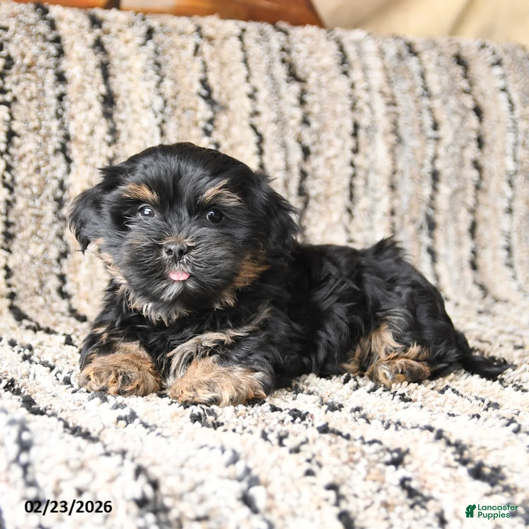 Shorkie dogs for sale: Joey - Ad 3