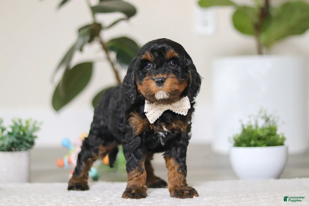 Cockapoo dogs for sale: Harper - Ad 4