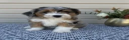 Mini Aussiedoodle dogs for sale: Mickey - Ad 3