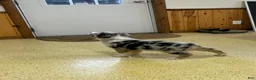 Australian Shepherd dogs for sale: Raptor  - Ad 6