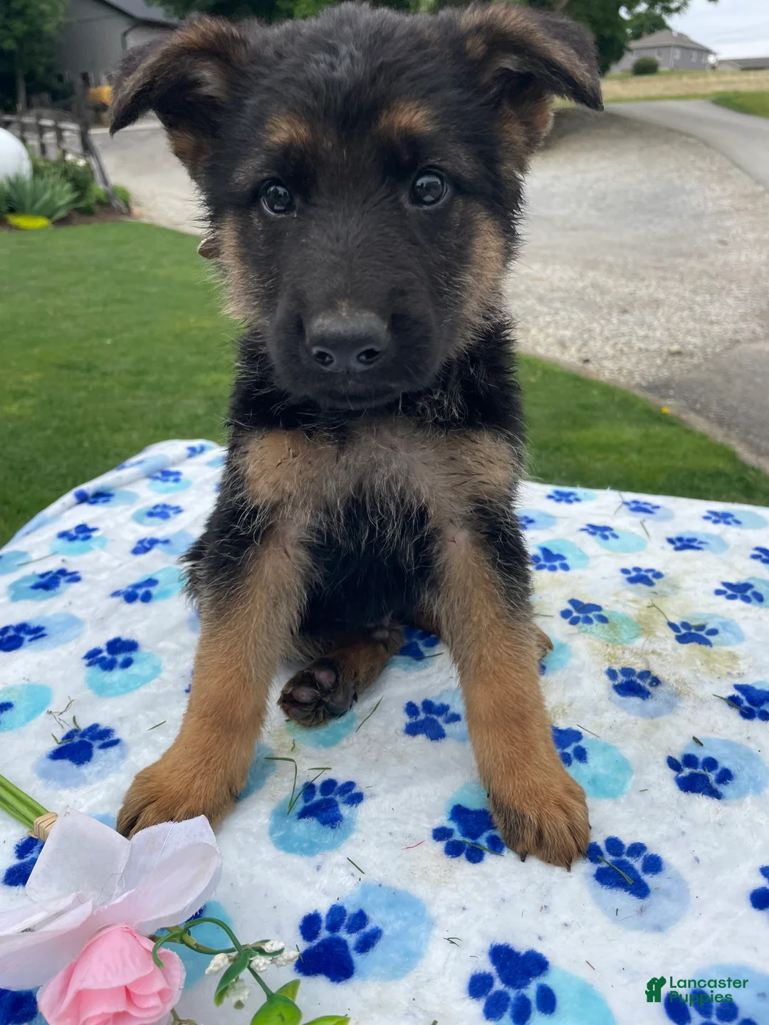 German Shepherd dogs for sale: Tyler - Ad 1