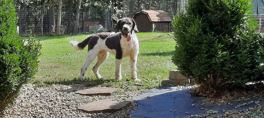 Saint Berdoodles dogs for sale: Gemma - Ad 1
