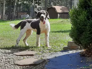 Saint Berdoodles dogs for sale: Gemma - Ad 1