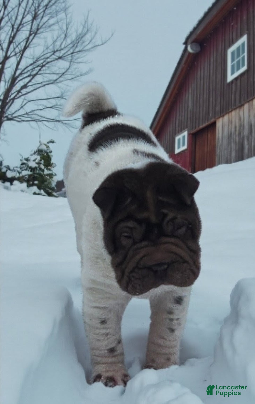 Shar Pei dogs for sale: Chucky chocolate flower mini  - Ad 7