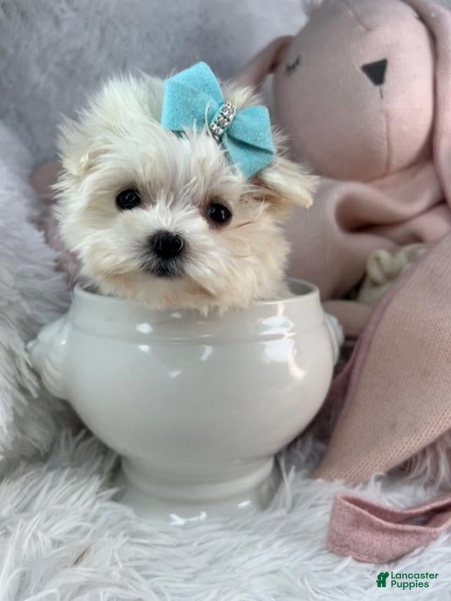 Maltese dogs Maltese 1 - Ad 2