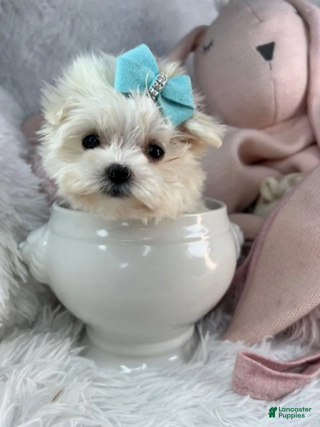 Maltese dogs for sale: Maltese 1 - Ad 2