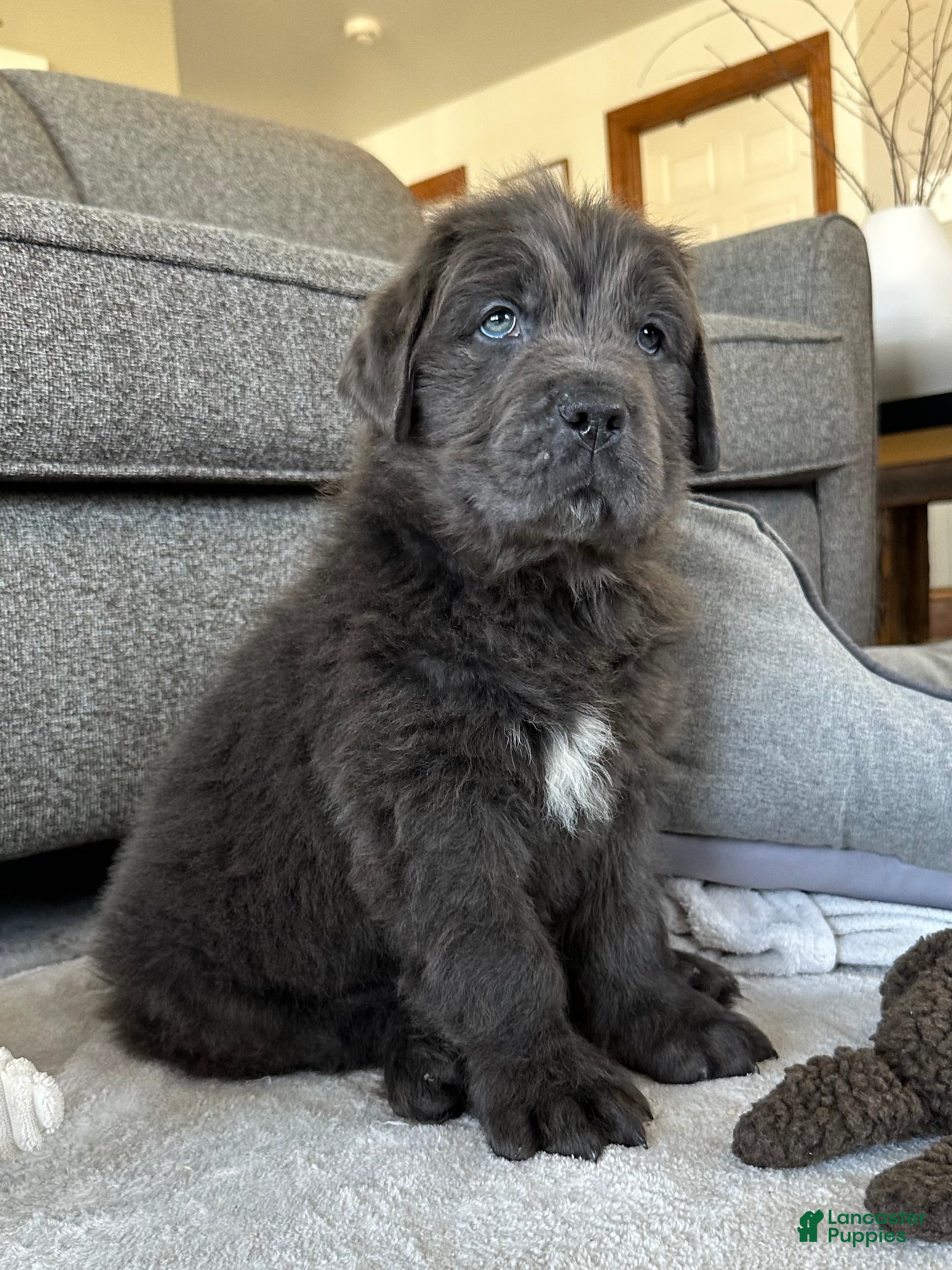 Newfoundland dogs AKC, OFA, CH, “Brok”  - Ad 1