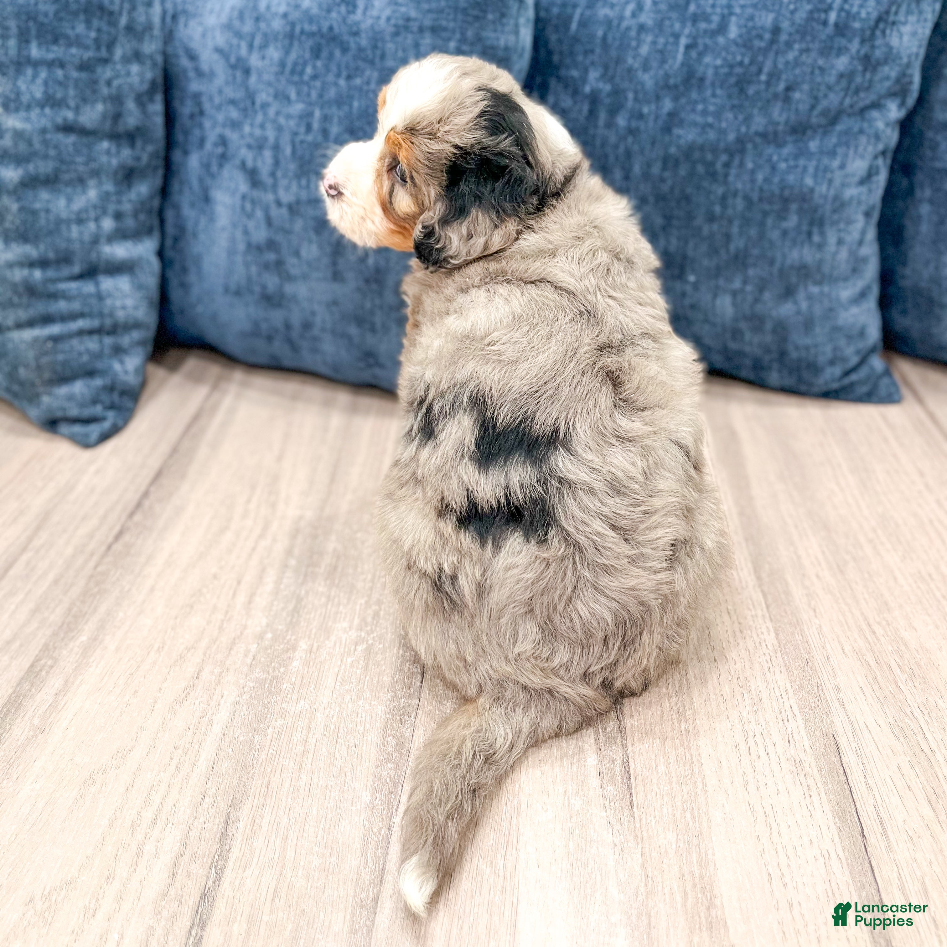 Mini Bernedoodle dogs for sale: Walter - Ad 5